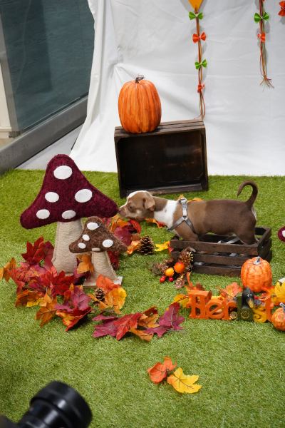 Hundemarkt Welthundetag im Q19 Einkaufszentrum – Foto 183
